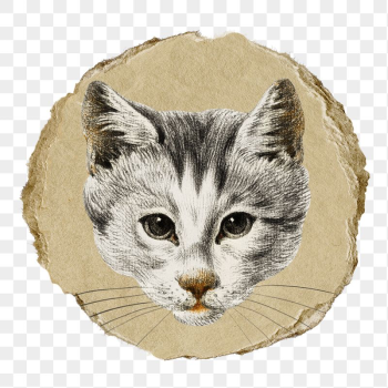 Png cat's head sticker, Jean | Free PNG - rawpixel