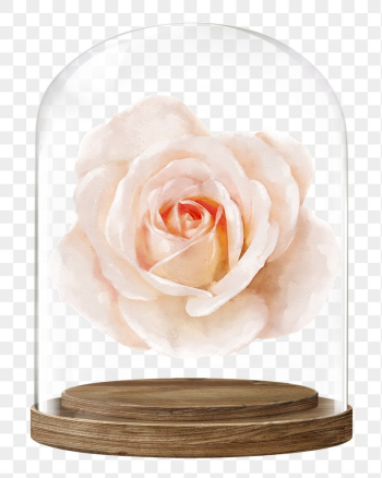 Blooming rose png glass dome | Free PNG - rawpixel