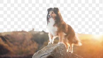 Sheltie dog png border, animal, | Free PNG - rawpixel