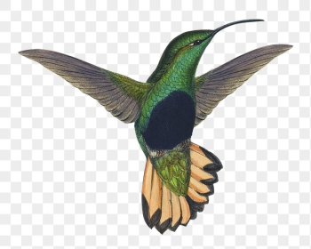 Vintage hummingbird png sticker, animal, | Free PNG - rawpixel