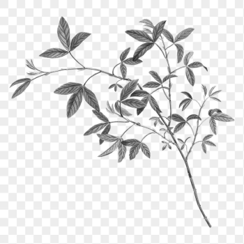 Leaf branch  png sticker, | Free PNG - rawpixel