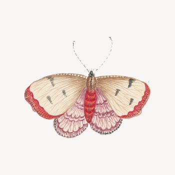 Vintage butterfly sticker, aesthetic animal | Free PSD - rawpixel