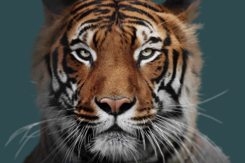 Wild tiger on green background | Free Photo - rawpixel