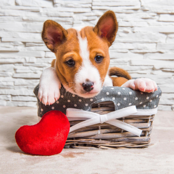 Portrait of basenji puppy in a wicker basket with red heart pillow Free Photo
