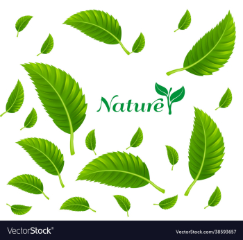 falling green leaves with isolated background