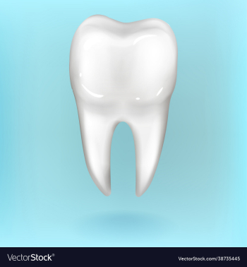 dental model premolar tooth 3d rendering