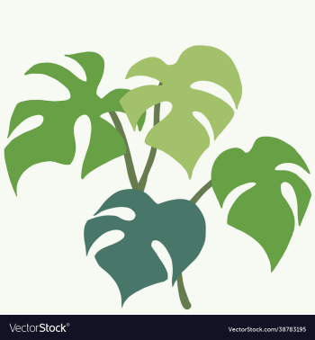 simplicity monstera plant freehand drawing flat