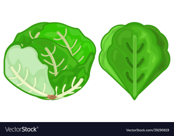lettuce icon green fresh
