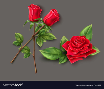 red rose flower on gray background