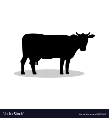 black cow silhouette isolated on white background