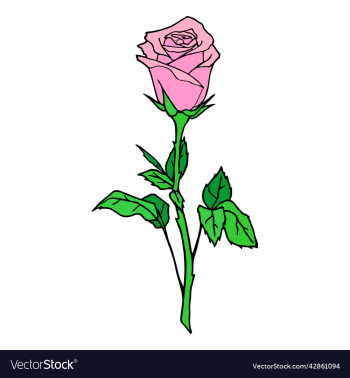color graphic drawing of one pink rose on a white
