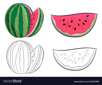 hand drawn watermelon set
