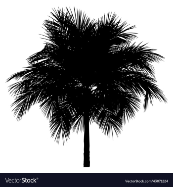 palm tree black silhouette