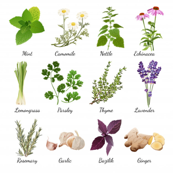 Spices and meadow flowers herbal set Free Vector