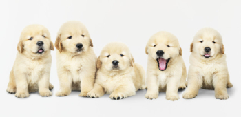 Portrait of five adorable golden retriever puppies Free Psd