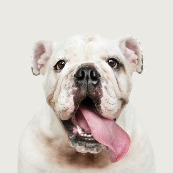 Adorable white bulldog puppy portrait Free Psd
