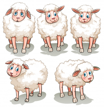 Five white sheeps Free Vector