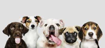 Group portrait of adorable puppies Free Psd