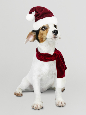 Adorable jack russell retriever puppy wearing a christmas hat Free Psd