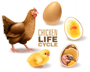 Chicken life cycle stages realistic  composition from fertile egg embryo development hatching to adult hen Free Vector