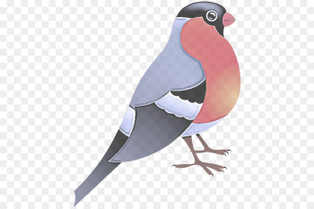 bird beak rock dove pigeons and doves