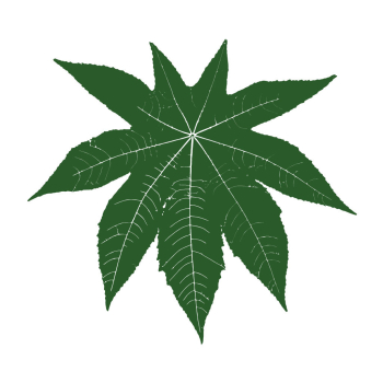Green castor leaf vector
