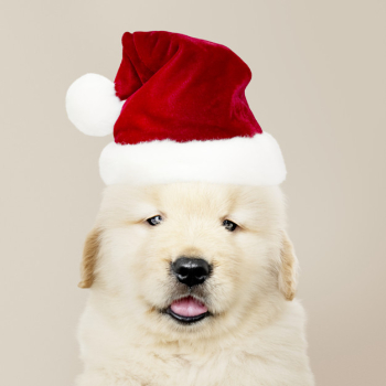 Portrait of a golden retriever puppy wearing a  santa hat Free Psd