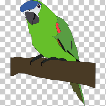 SVG parrot