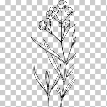 SVG oleander