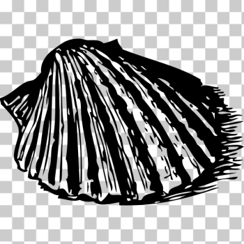 SVG scallop shell