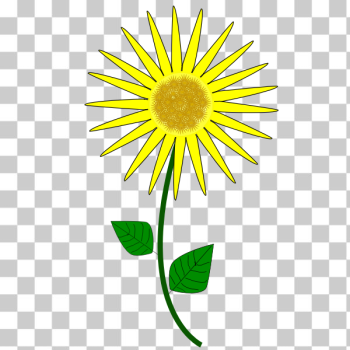 SVG Flower Sunflower