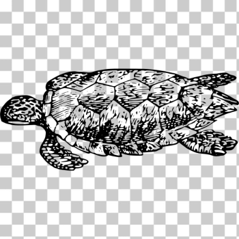 SVG Vector graphics of tortoise