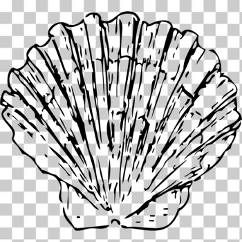 SVG Vector image of scallop shell