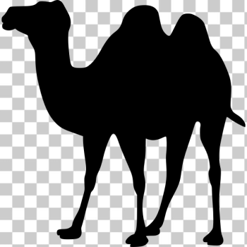 SVG Camel vector silhouette