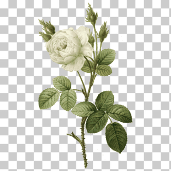 SVG White rose with thorns