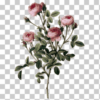 SVG Pale pink rose buds