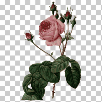 SVG Blossomed pink rose with leaves
