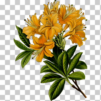 SVG Rhododendron