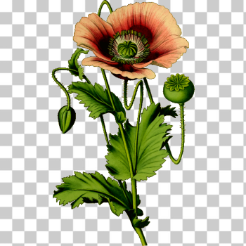 SVG Opium poppy drawing