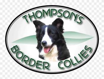 Thompson Border Collies &amp; Pet Boarding Facility - Border Collie