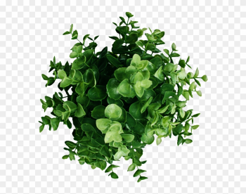 Plant Top View Png Image - Plant Top View Png