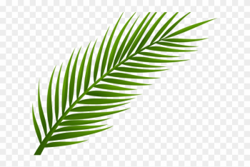 Web Clipart Line Art - Palm Leaf Png Free