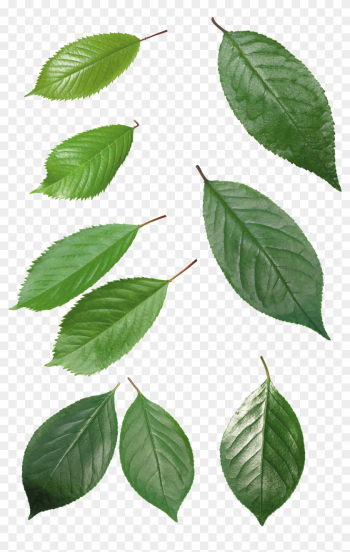 Green Leaves - Leaf Top Png