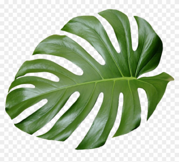 Tropical Leaf Plant Aesthetic Ftestickers Freetoedit - Tropical Leaves