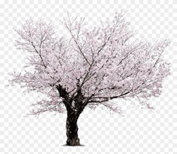 Sakura - Transparant Background White Cherry Blossom Tree