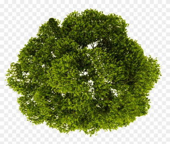 Top View Tree Png
