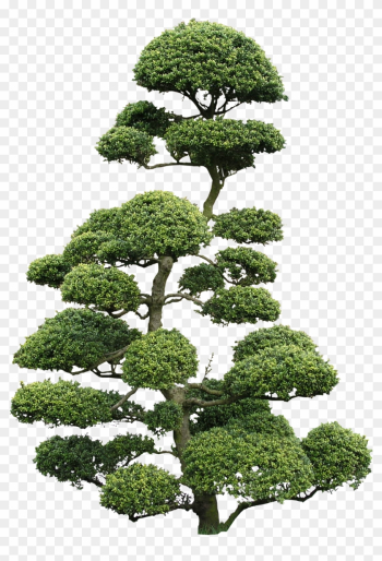 High Quality Cloud Tree Png Textures - Bonsai Ilex Png