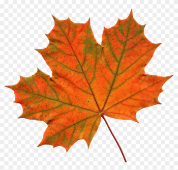 Old Maple Leaf Png Transparent Images Png Images - Maple Leaf Transparent Background