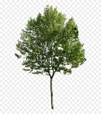 Pine Trees Png - Tree Png For Architect