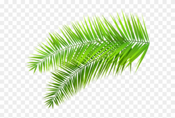Palm Leaves Decoration Png Clip Art Image - Transparent Tropical Leaves Png